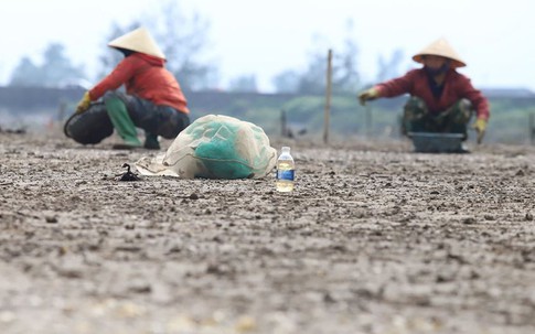 Xác định nguyên nhân ngao chết hàng loạt ở Hà Tĩnh