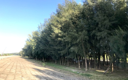 Đa Lộc, Hậu Lộc, Thanh Hóa: Nỗi lo rừng chắn sóng ven biển biến mất