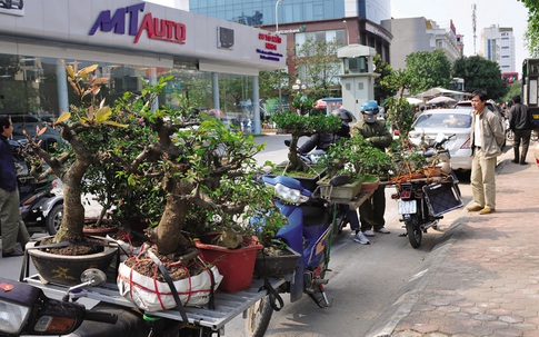 Độc đáo chợ hoa, cây cảnh họp theo phiên