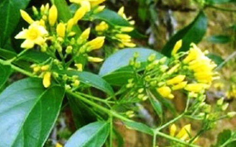 Đôi nam nữ ăn lá ngón tự tử vì bị cấm yêu