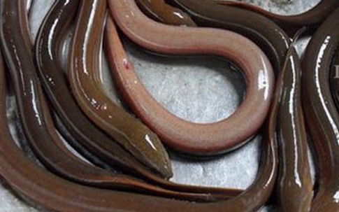 Đây là mẹo nhanh nhất để phân biệt lươn đồng và lươn nuôi, nắm rõ để tránh bị mua nhầm