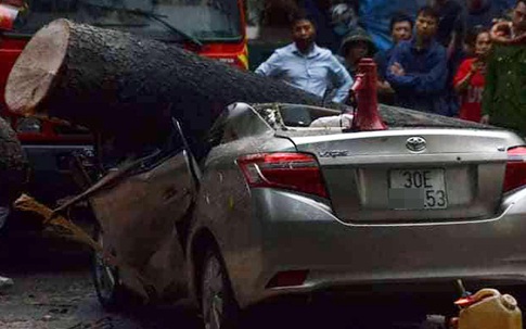 Xà cừ bật gốc trong cơn mưa to, đè bẹp chiếc xe Toyota Vios ở Hà Nội