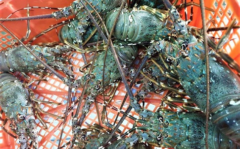 Đại hạ giá tôm hùm xanh 169.000 đồng/con, tôm Alaska 700.000 đồng/kg