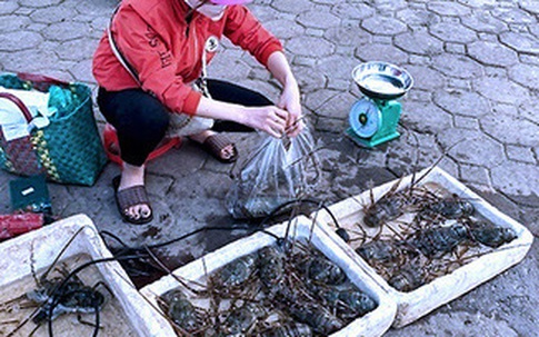 Hải sản 'nhà giàu' rẻ chưa từng có, bán la liệt vỉa hè