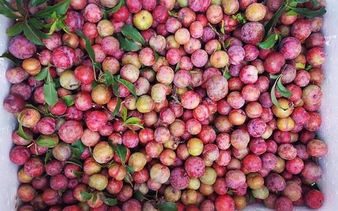 Mận hậu đầu mùa giá chát không tưởng tượng nổi vẫn "cháy hàng" mặc các loại hoa quả khác rớt giá thê thảm