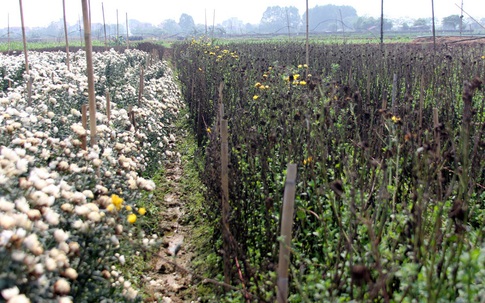 Không tìm được nơi tiêu thụ, nông dân Tây Tựu ngậm ngùi vứt bỏ hoa đầy ruộng