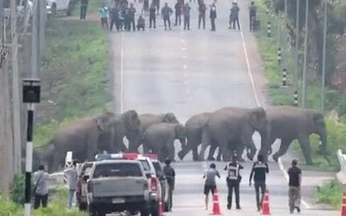 Cao tốc dừng hoạt động để đàn voi sang đường
