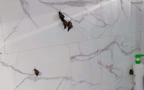 Mua ốc về để nấu, cô gái hoảng hốt trước cảnh tượng "kinh hoàng" nhưng sợ nhất vẫn là chiêu khắc phục hậu quả của chị em