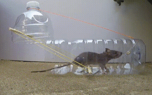 Bẫy chuột "bách phát bách trúng" bằng một chai nhựa