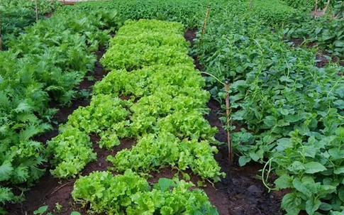 Giữa mùa dịch, gia đình 4 người lớn ở Hà Đông, Hà Nội tiêu chỉ hết 1,5 triệu đồng/tháng nhờ thắt chặt chi tiêu và ăn thực phẩm vườn nhà