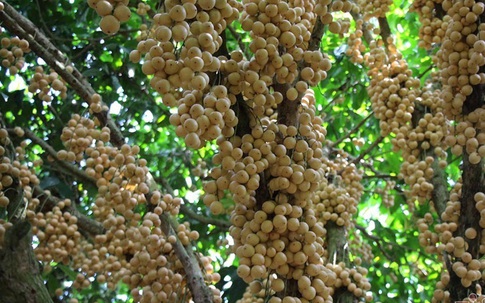 Mê mẩn vườn dâu lớn nhất miền Tây, trái kín đặc từ gốc đến ngọn