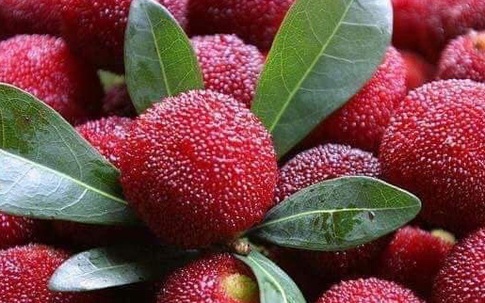 Thanh mai Trung Quốc ồ ạt về chợ, giá đắt dân Việt vẫn ăn hàng
