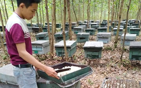 Hà Tĩnh: Hàng trăm tổ ong trong trại nuôi ong của người dân bỗng nhiên chết bất thường