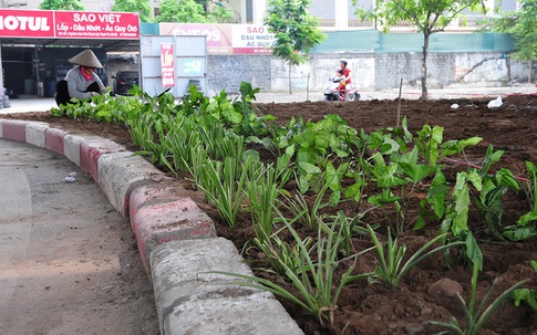 Hơn 1 năm "hoang phế", dải phân cách trục vành đai 3 Hà Nội đã được phủ cây xanh