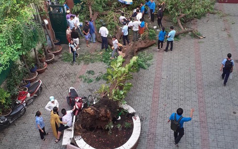Học sinh tử vong do cây phượng đổ: Những loại cây nào không nên trồng trong trường học?