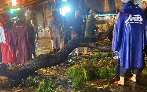 TP.HCM: Cành cây gãy trong mưa, đè một người đi đường tử vong