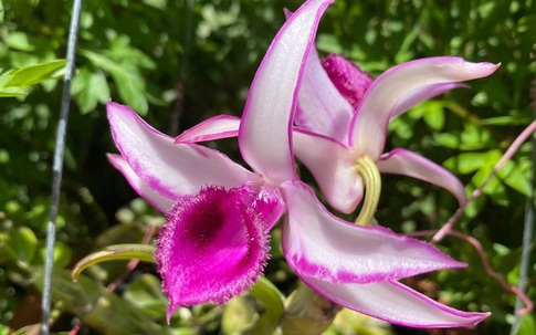 Ngắm giò lan phi điệp tím 2 tỷ đồng, xứng danh kỳ hoa dị thảo