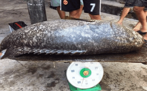 Bắt con cá mú khồng lồ, nặng 55kg giá bán chục triệu đồng
