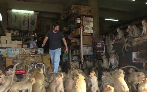 Khỉ cuồng sex đổ xuống đường làm loạn