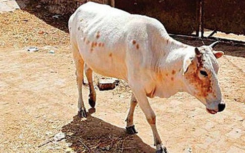 Phẫn nộ chuyện bò mẹ mang thai bị thương nặng vì ăn phải bột mì nhồi thuốc nổ