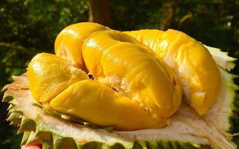 Loại sầu riêng giá 1,6 triệu đồng/kg đang "hút khách" rần rần là loại sầu riêng gì?