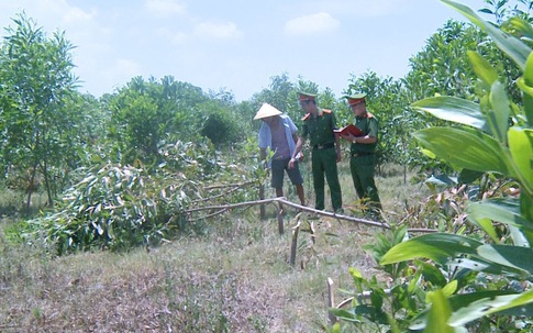 Không được cho chăn thả bò, 3 đối tượng đốn hạ hơn 700 cây keo trong đêm