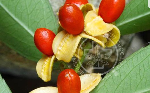 Hiểu đúng về cây xạ đen hỗ trợ chống ung thư