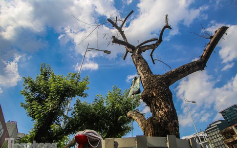 Nhiều cây sưa 'tiền tỷ' trên đường phố Hà Nội dần chết khô trong bọc sắt