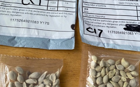 Mỹ cảnh báo người dân về hạt giống bí ẩn được gửi từ Trung Quốc