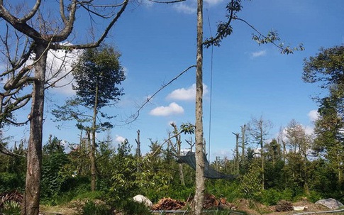Cây sầu riêng chết hàng loạt, nhà vườn Tiền Giang ồ ạt phá bỏ vườn cây