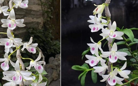Bí ẩn chủ nhân chậu lan Juliet 83 tỷ, khiến cộng đồng cây cảnh 'chia phe'