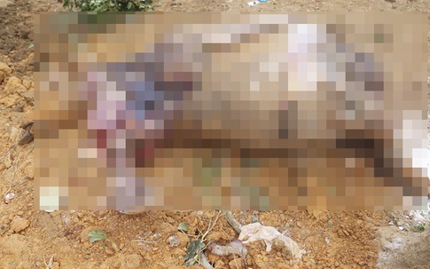 14 con trâu ở Hà Nội chết bất thường, nghi bị đầu độc