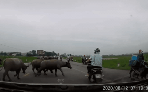 Tăng ga tránh đàn trâu, cặp đôi bất ngờ gặp sự cố khó đỡ