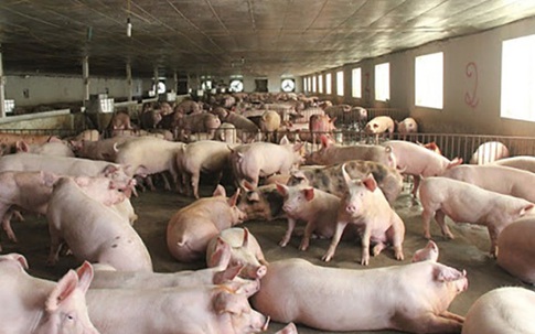 Giá thịt lợn giảm mạnh, bán 'không lấy lãi' lo đẩy hàng sớm
