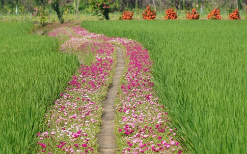 Mê mẩn con đường hoa mười giờ đẹp và lãng mạn nhất Việt Nam