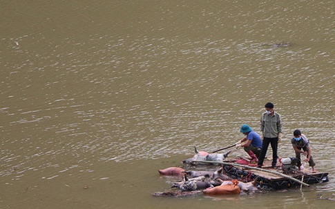 Phát hiện nhiều xác lợn và nội tạng thối rữa trôi dạt trong lòng hồ thủy điện ở Lào Cai