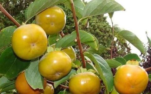 Bất ngờ loại hồng mới: Chẳng cần ngâm vẫn không chát, bao ngọt giòn