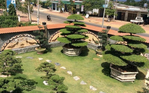 Vườn tùng bạc tỷ rộng 1500m2 trong khuôn viên biệt thự ở Buôn Mê Thuột