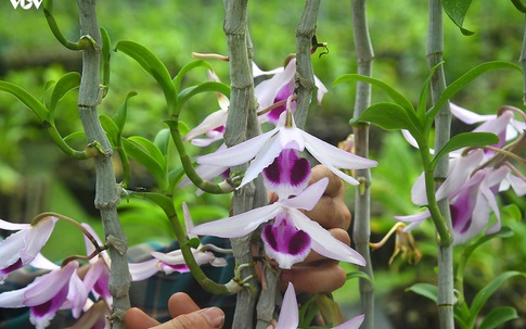 Vườn lan quý hiếm được chăm sóc, bảo vệ hơn cả kho báu