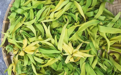 Hoa hoàng lan đắt giá, 1,5 triệu/kg vẫn được lùng mua