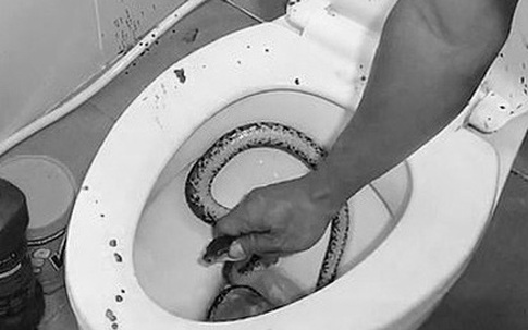 Thanh niên bị rắn cắn 'của quý' khi đi toilet