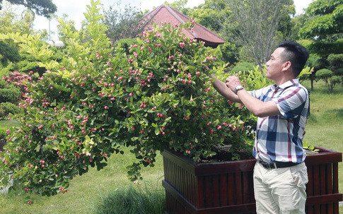 Dàn sơ ri bonsai cổ thụ, trĩu quả giá tiền tỷ của 'tướng cướp hoàn lương'
