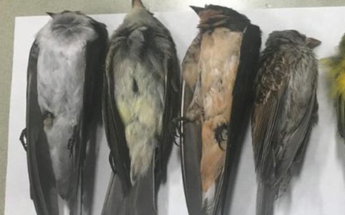 Hàng trăm nghìn con chim chết bí ẩn ở Mỹ