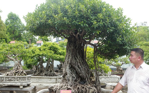 Chiêm ngưỡng bộ ba cây si cổ trị giá chục tỷ đồng của đại gia Vĩnh Phúc