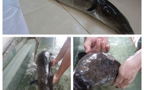 Bắt được 2 con cá lệch 'khủng' trên sông Lam, bán giá 30 triệu đồng
