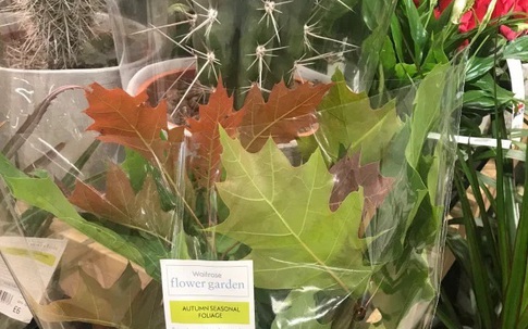 Siêu thị gây phẫn nộ vì bán nhánh lá cây mọc đầy ngoài đường giá 177 nghìn đồng