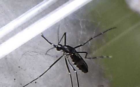 Một người TP HCM tử vong do sốt xuất huyết