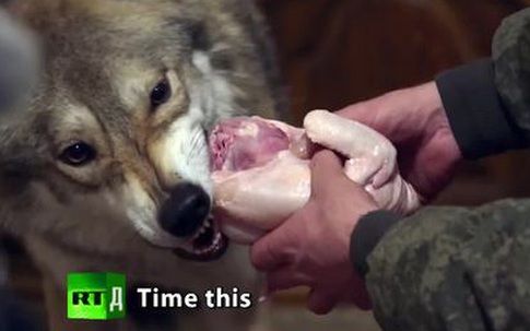 Chú sói coi người cứu mình là chủ