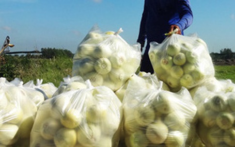 Kiếm đậm từ trồng dưa hoàng kim