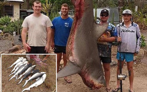 Bắt được cá mập bò trên sông, bất ngờ phát hiện 9 cá con trong bụng
